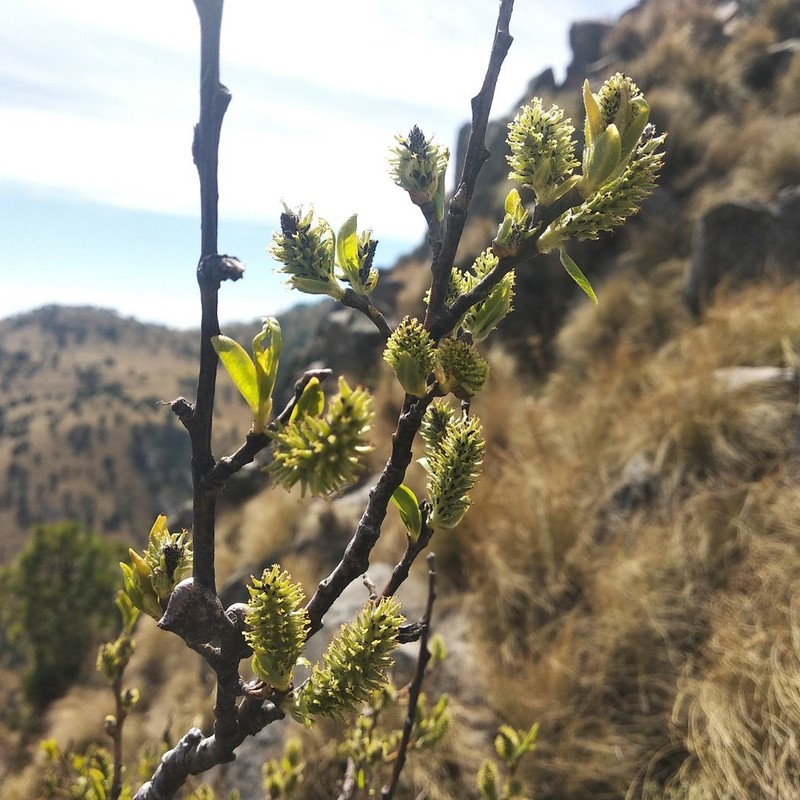 Salix cana photo 8
