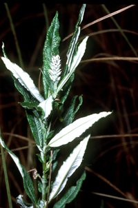Sageleaf Willow