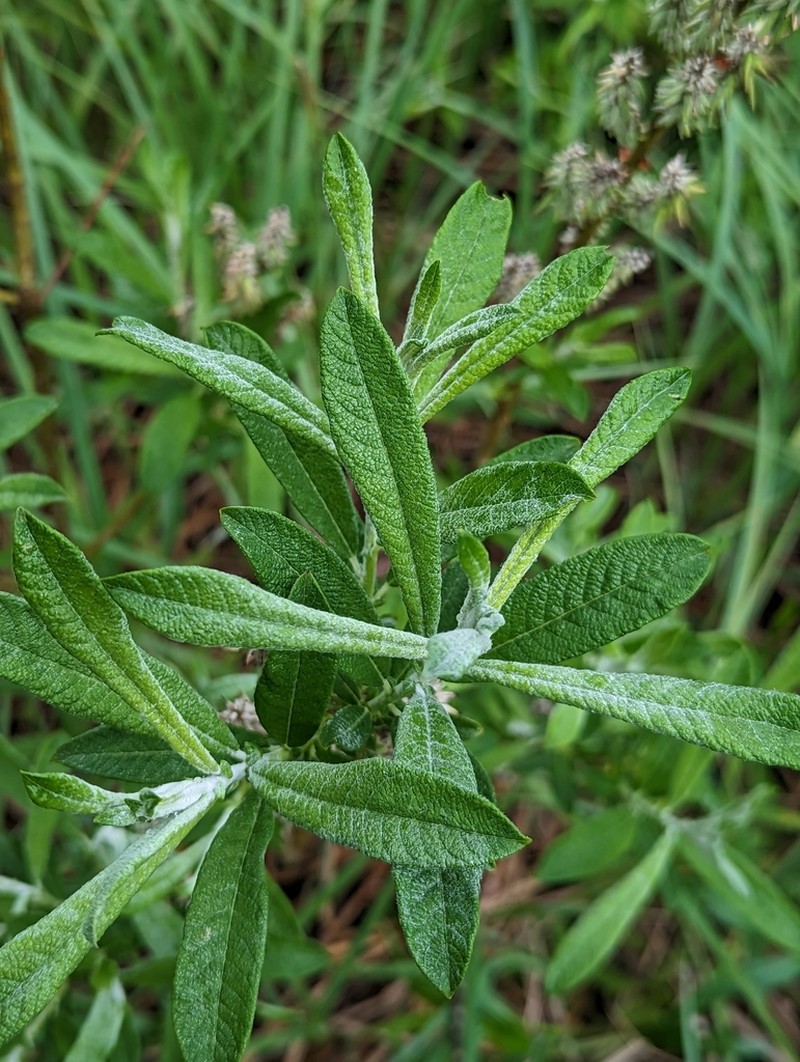 Sageleaf Willow photo 2