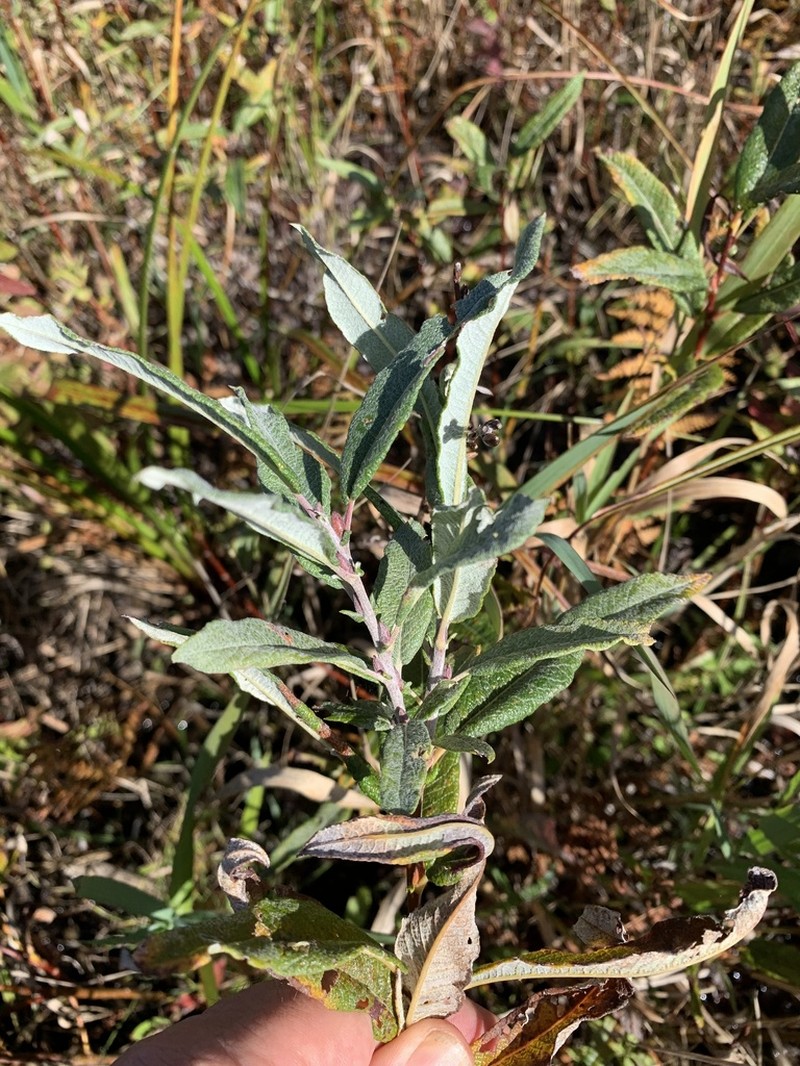 Sageleaf Willow photo 4
