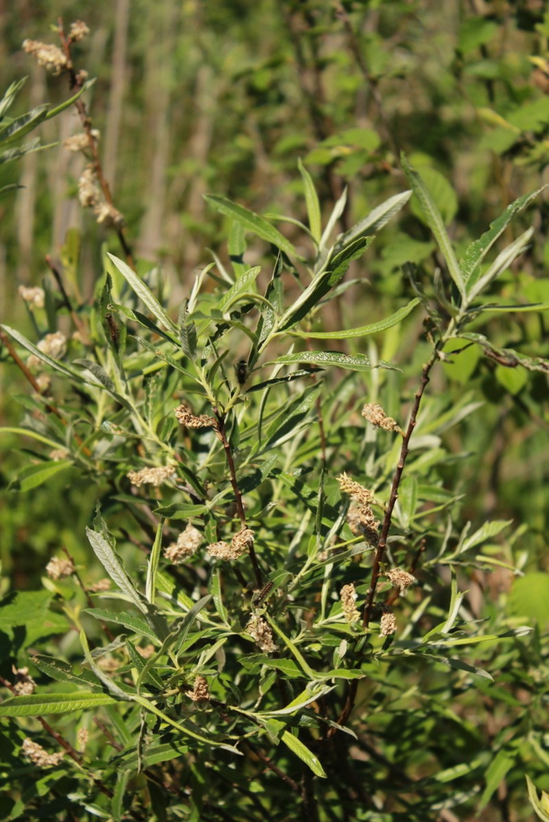 Sageleaf Willow photo 5