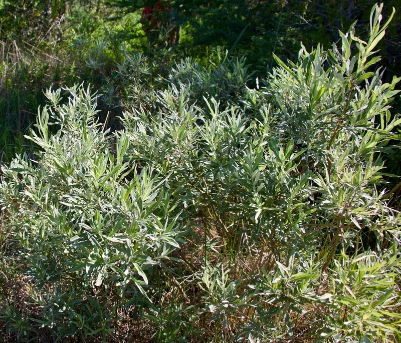 Sageleaf Willow photo 6