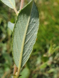 Salix cantabrica