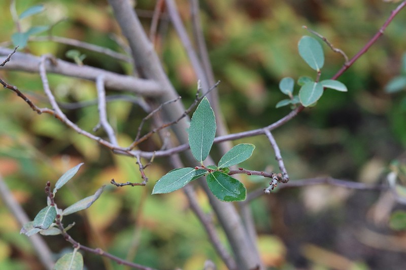 Salix cantabrica photo 2