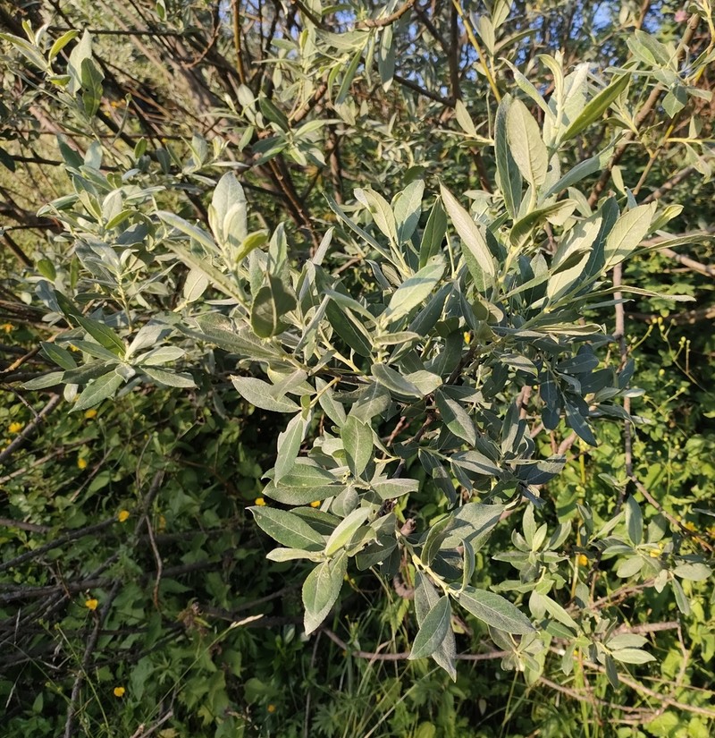 Salix cantabrica photo 3