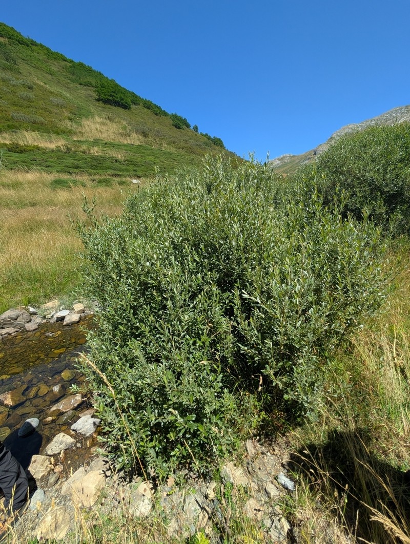 Salix cantabrica photo 4