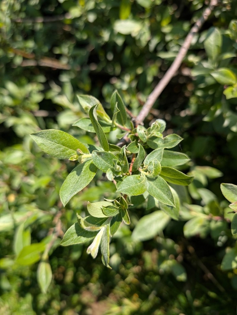 Salix cantabrica photo 5