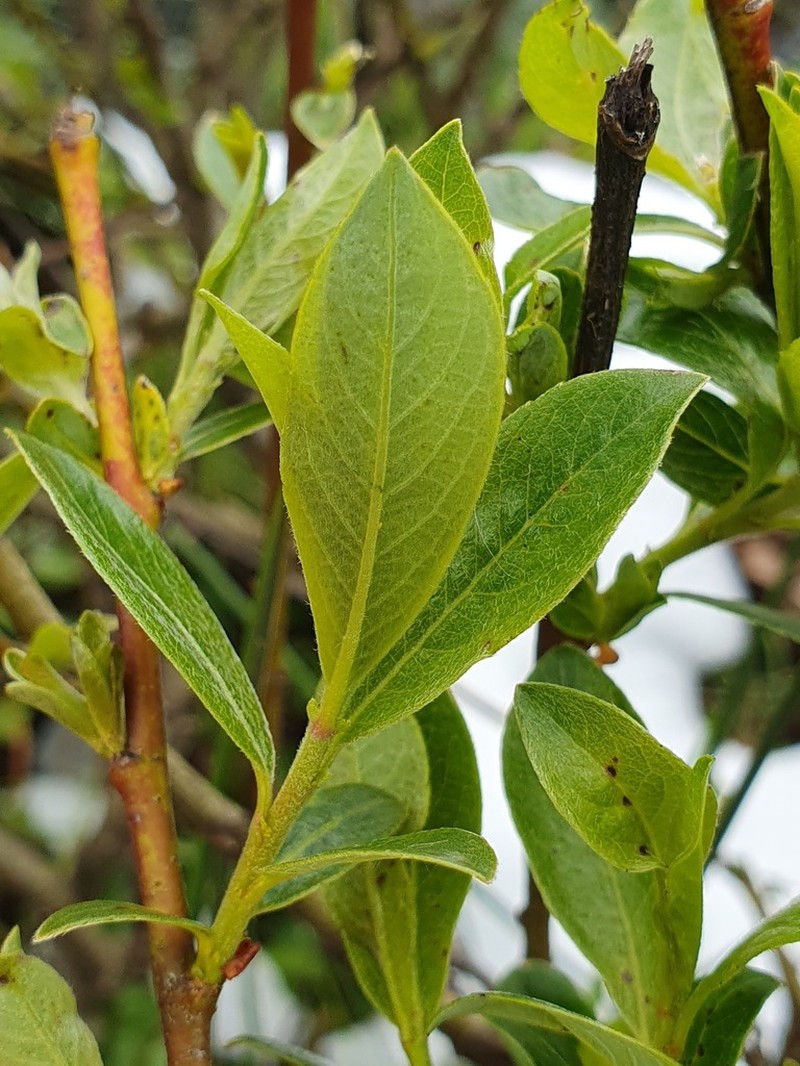 Salix cantabrica photo 6