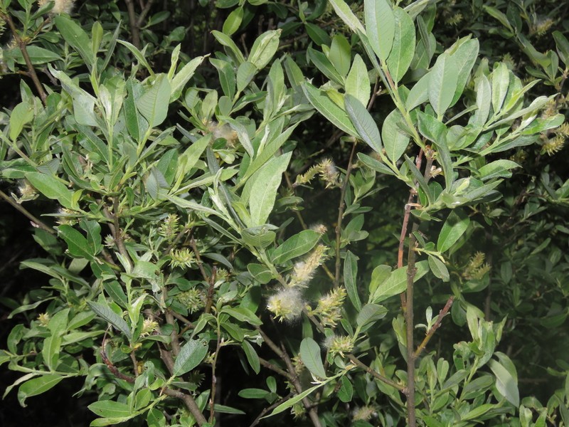 Salix cantabrica photo 7