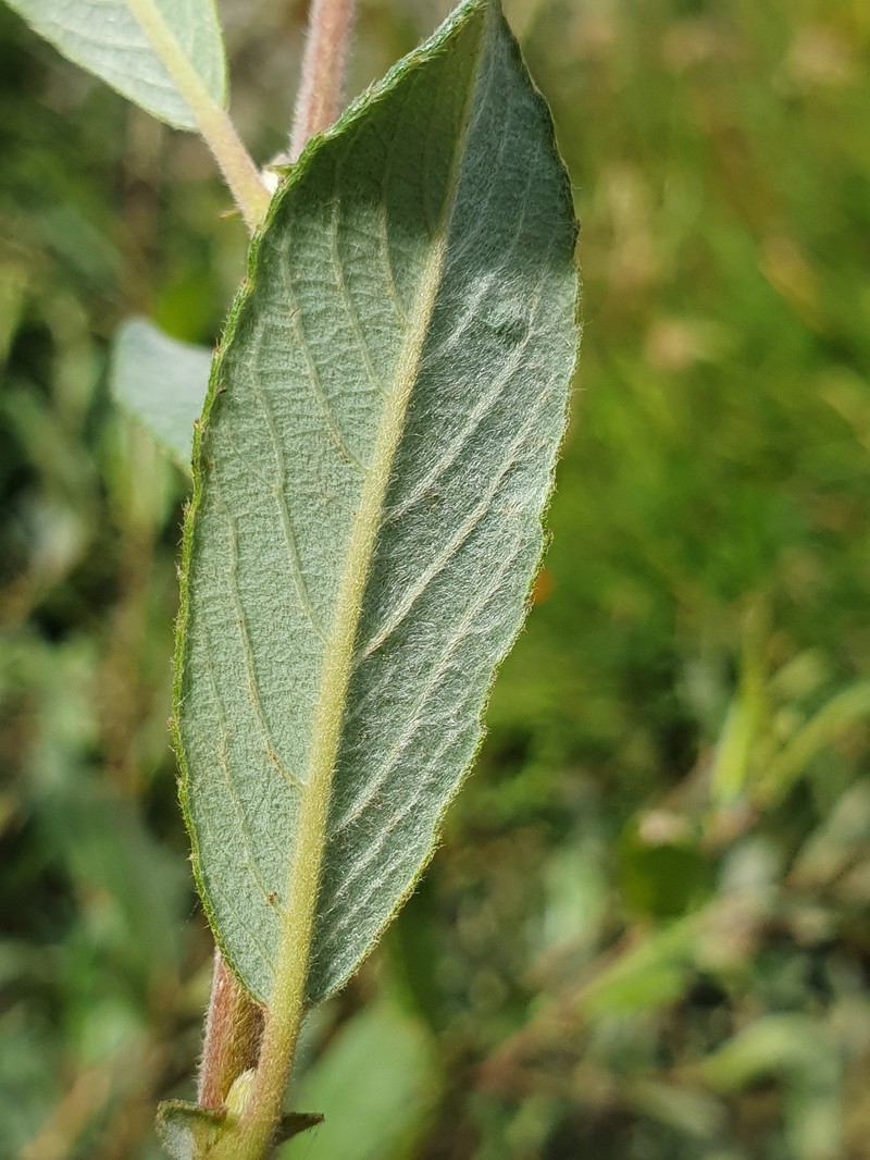 Salix cantabrica photo 8