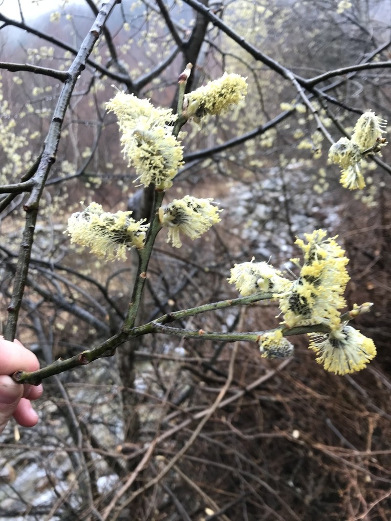 Goat Willow photo 3