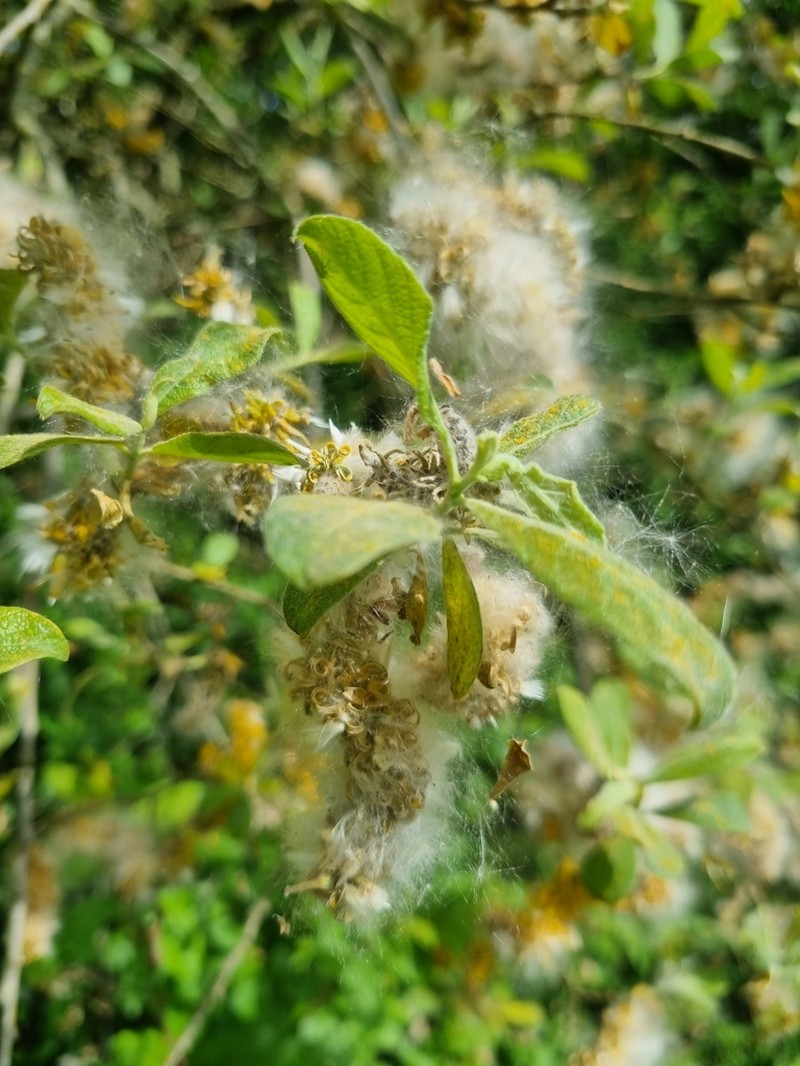 Goat Willow photo 4