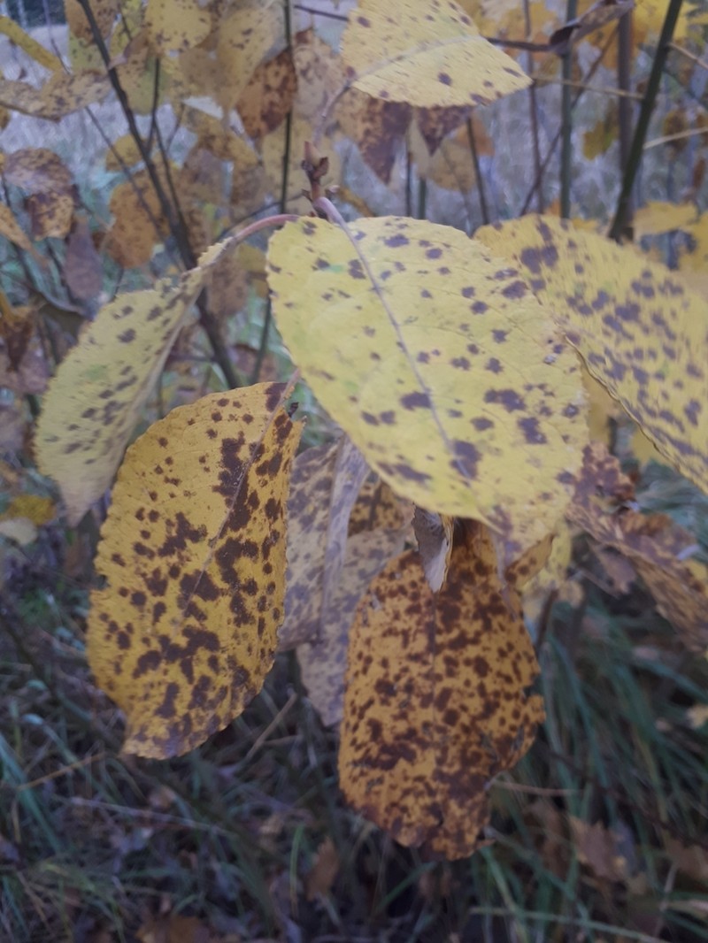 Goat Willow photo 5