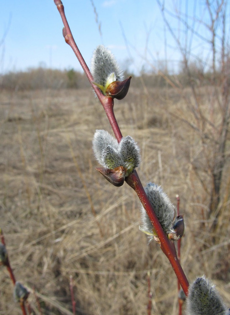Goat Willow photo 6