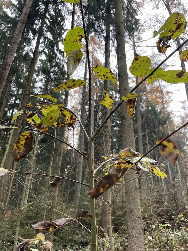 Goat Willow photo 7