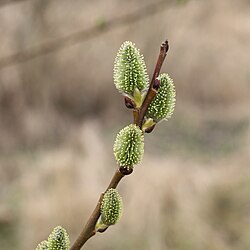 Goat Willow