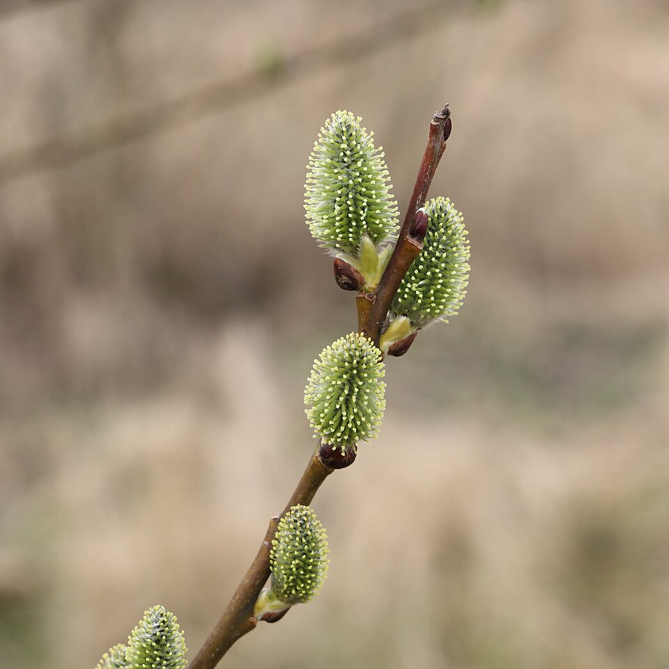 Goat Willow photo 6