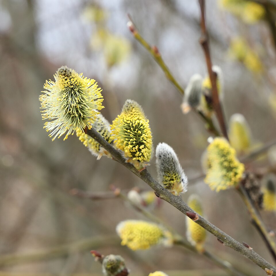 Goat Willow photo 7