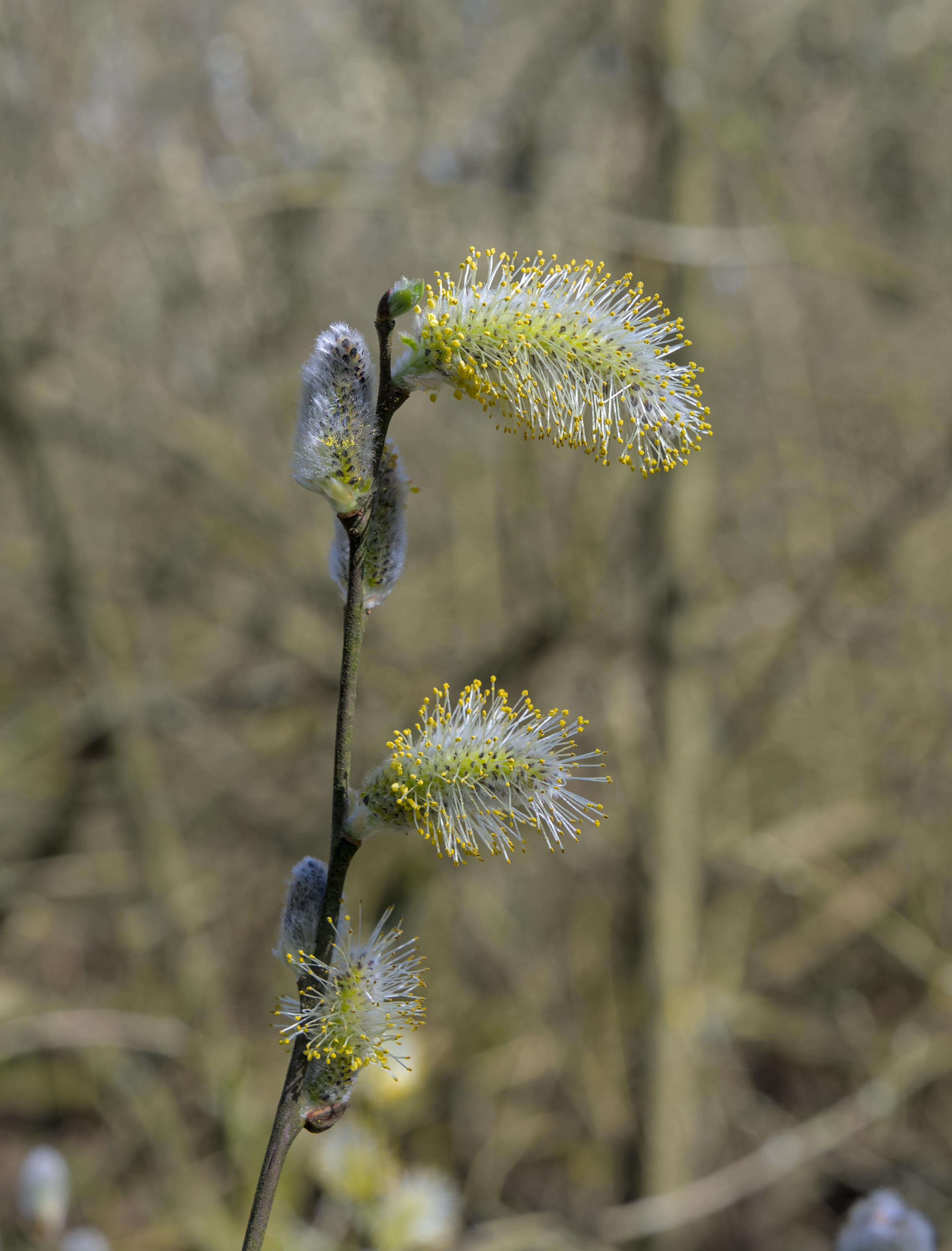 Goat Willow