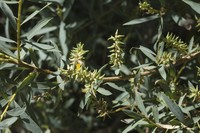 Salix capusii