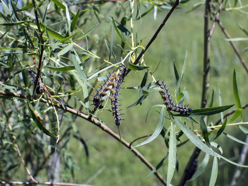 Salix capusii photo 2