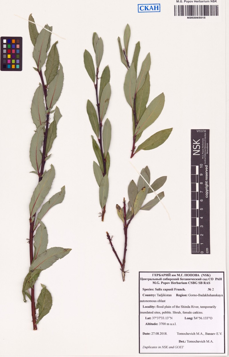 Salix capusii photo 3