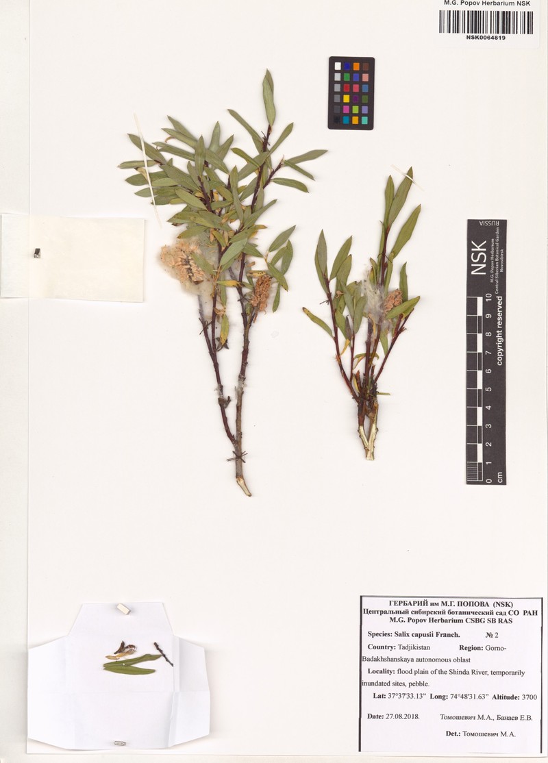 Salix capusii photo 4