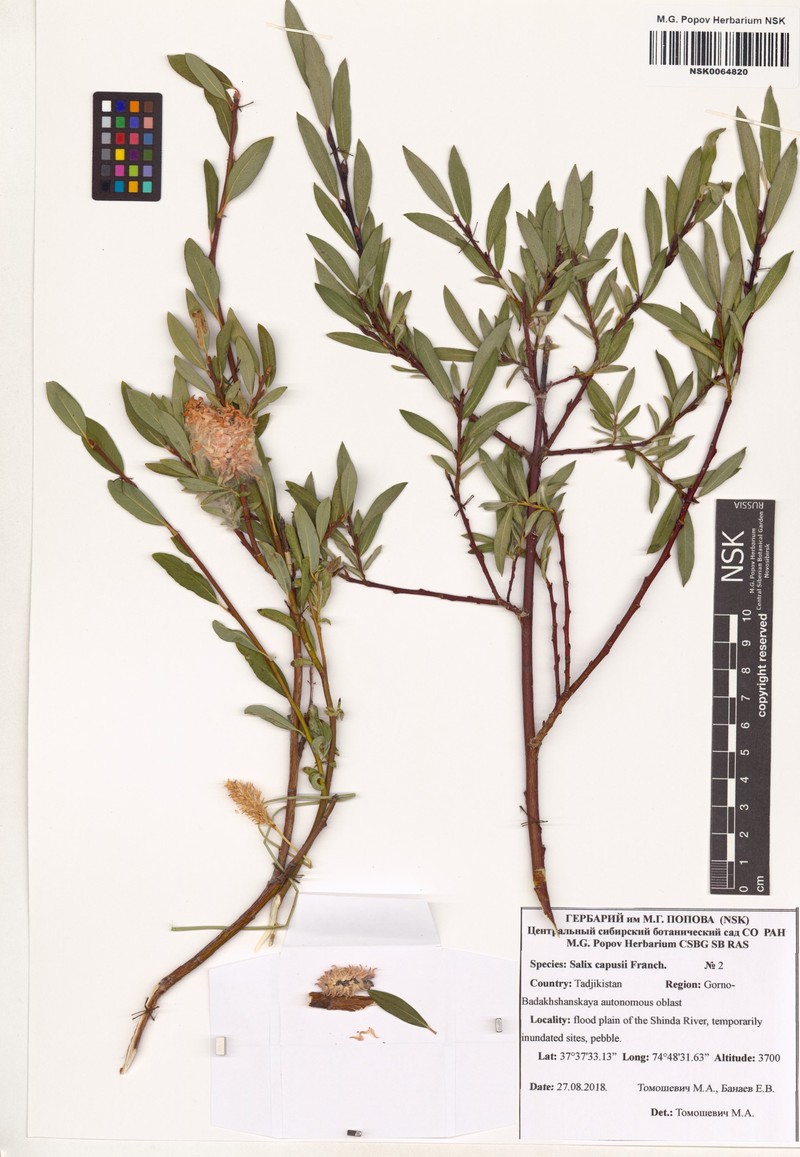 Salix capusii photo 5