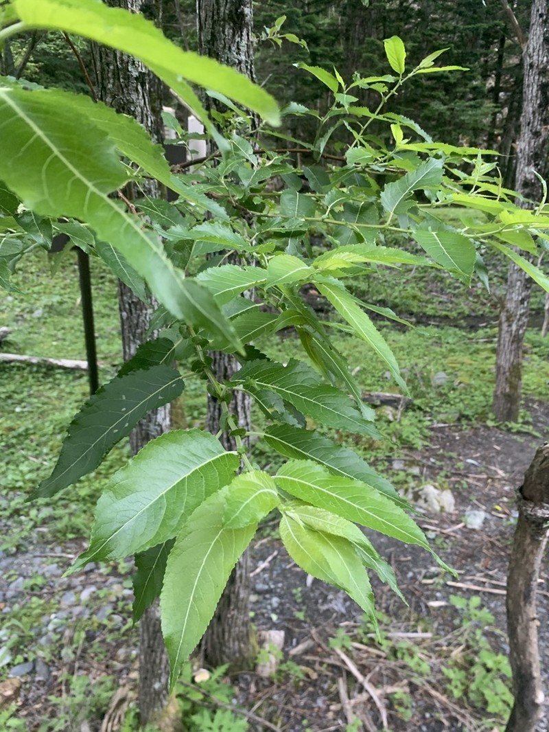 Salix cardiophylla