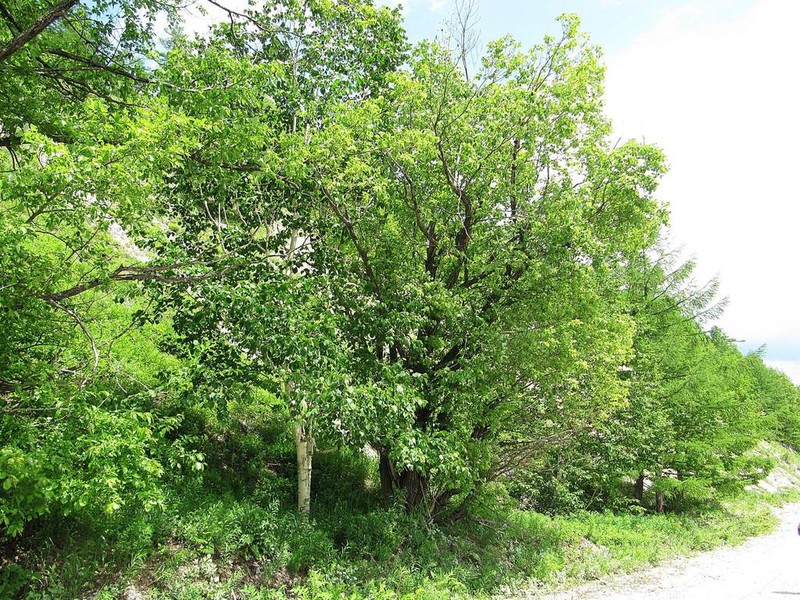 Salix cardiophylla photo 2