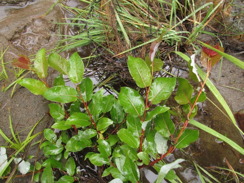 Salix cardiophylla photo 3