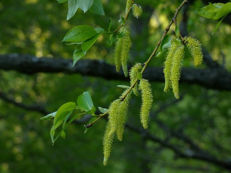 Salix cardiophylla photo 4