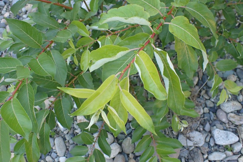 Salix cardiophylla photo 5