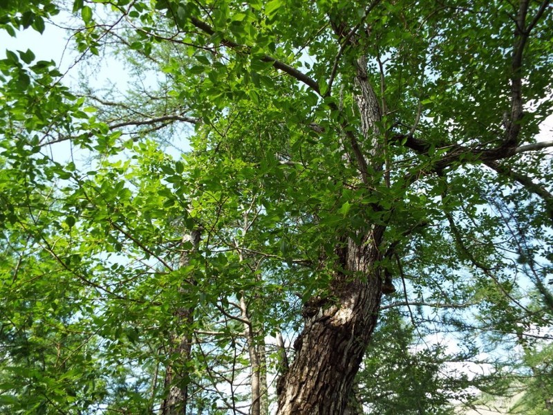 Salix cardiophylla photo 6