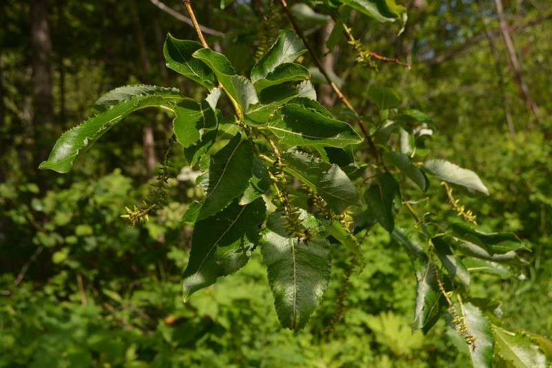 Salix cardiophylla photo 7