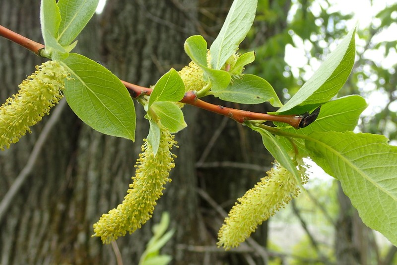 Salix cardiophylla photo 8