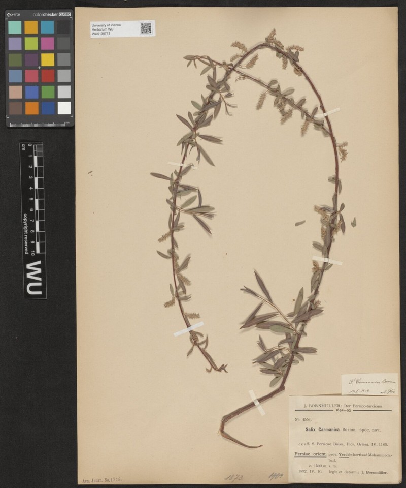 Salix carmanica