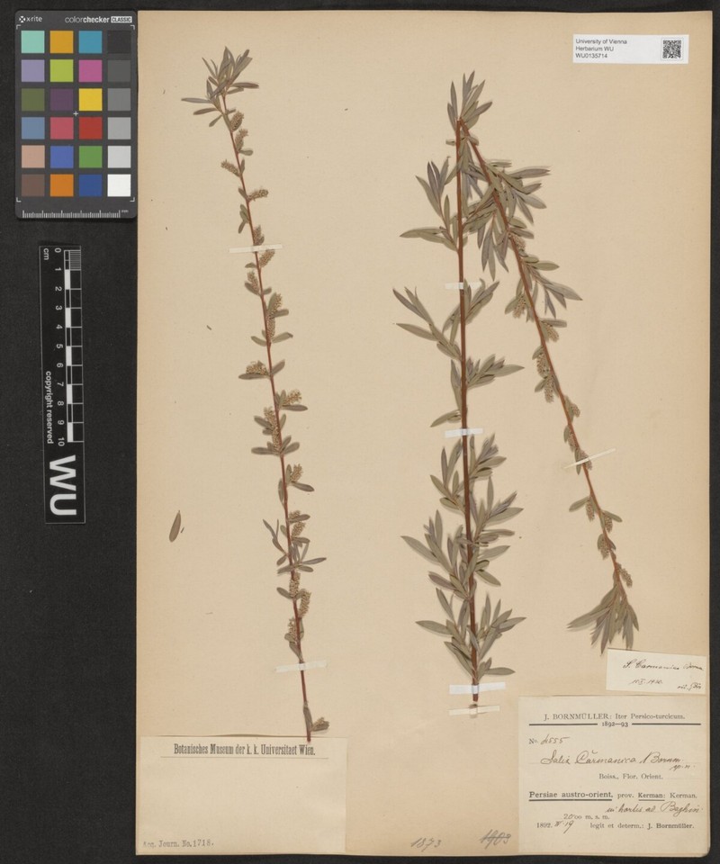 Salix carmanica photo 2