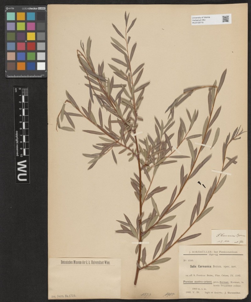 Salix carmanica photo 3