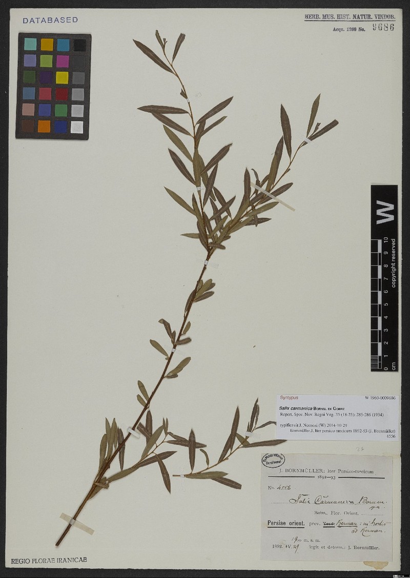 Salix carmanica photo 4