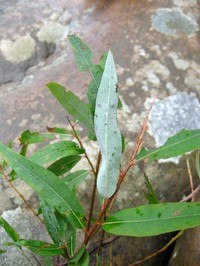 Coastal Plain Willow