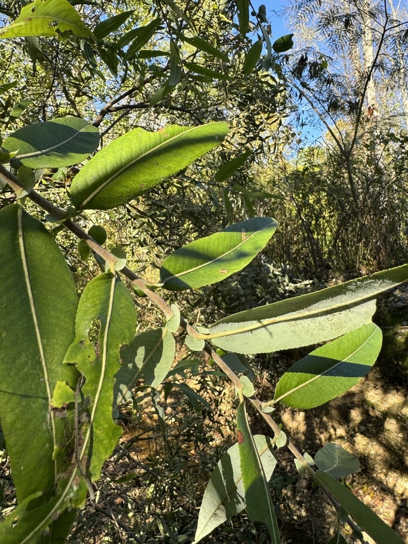 Coastal Plain Willow photo 3