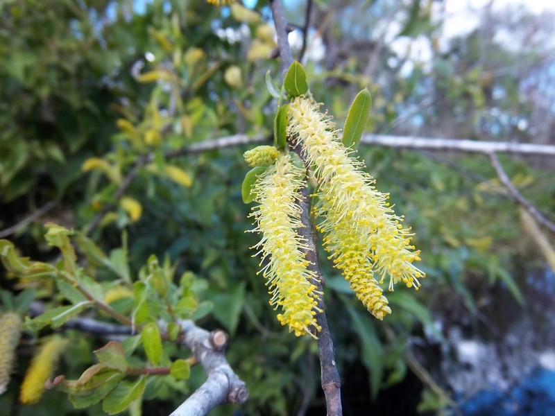 Coastal Plain Willow photo 4