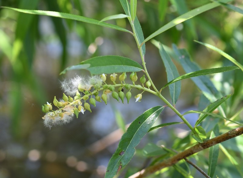 Coastal Plain Willow photo 5