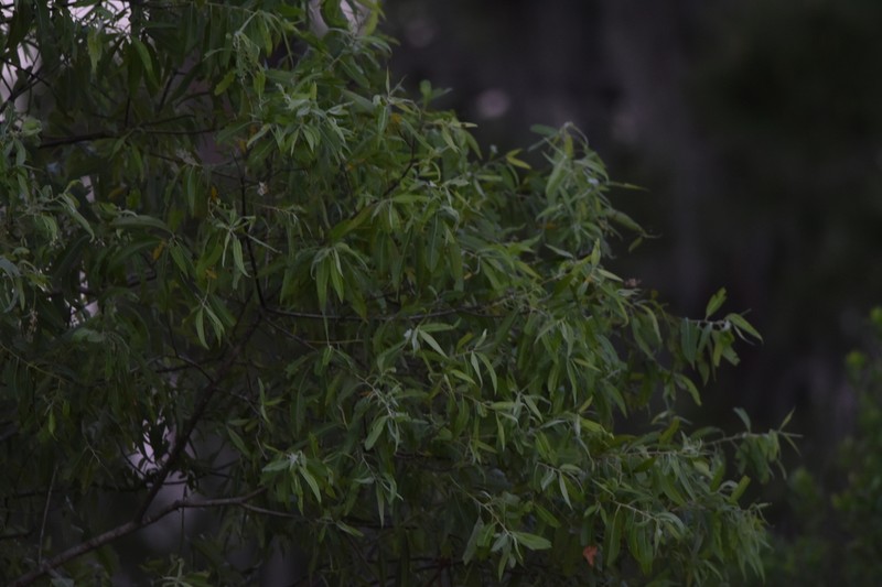 Coastal Plain Willow photo 6