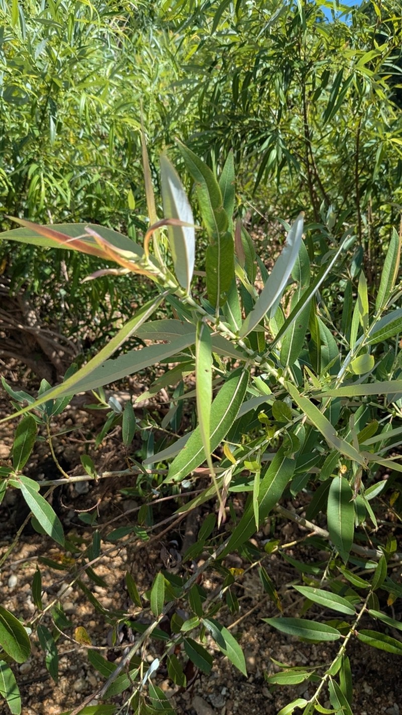 Coastal Plain Willow photo 7