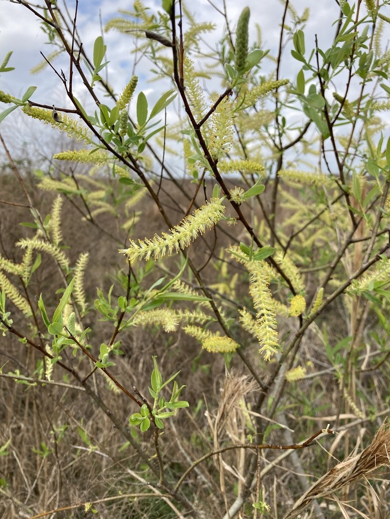 Coastal Plain Willow photo 8