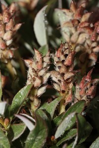 Cascade Willow