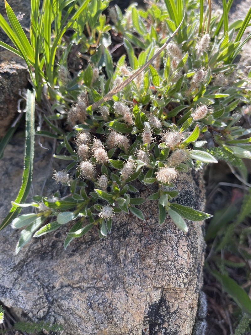 Cascade Willow photo 3