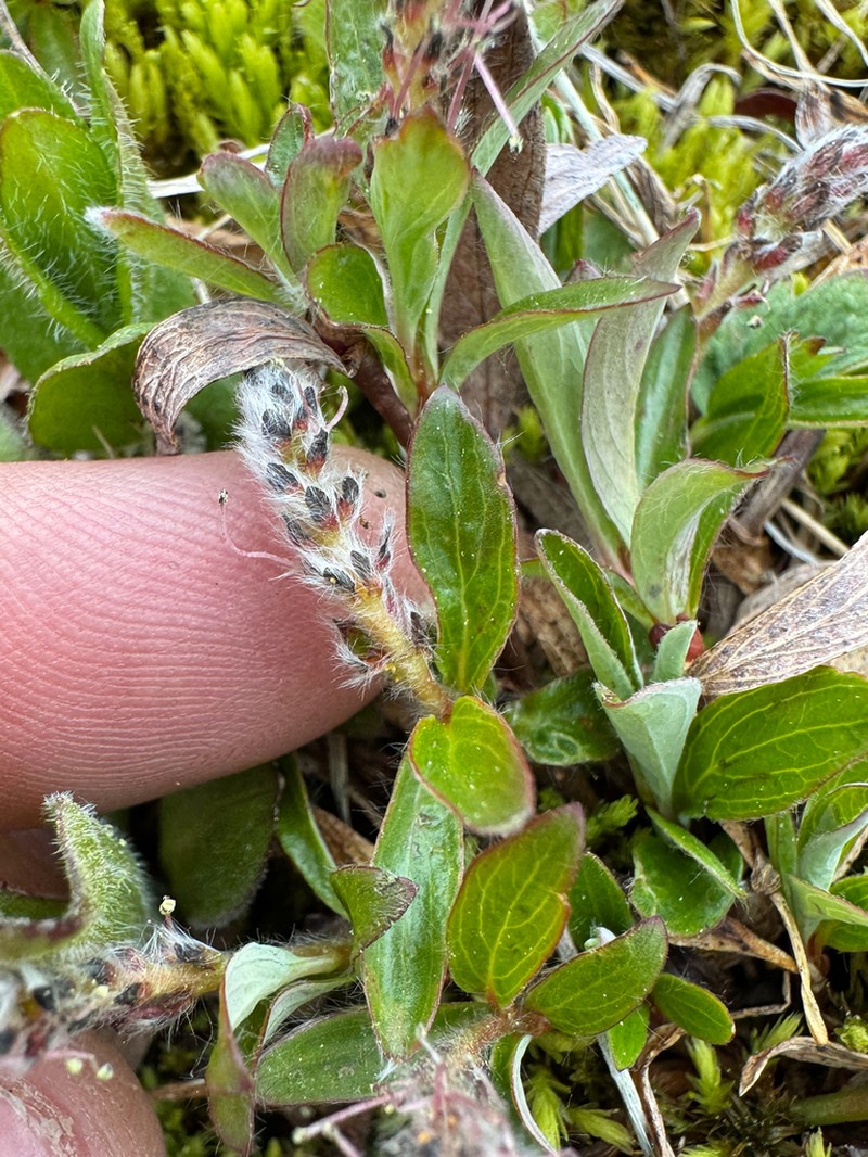 Cascade Willow photo 6